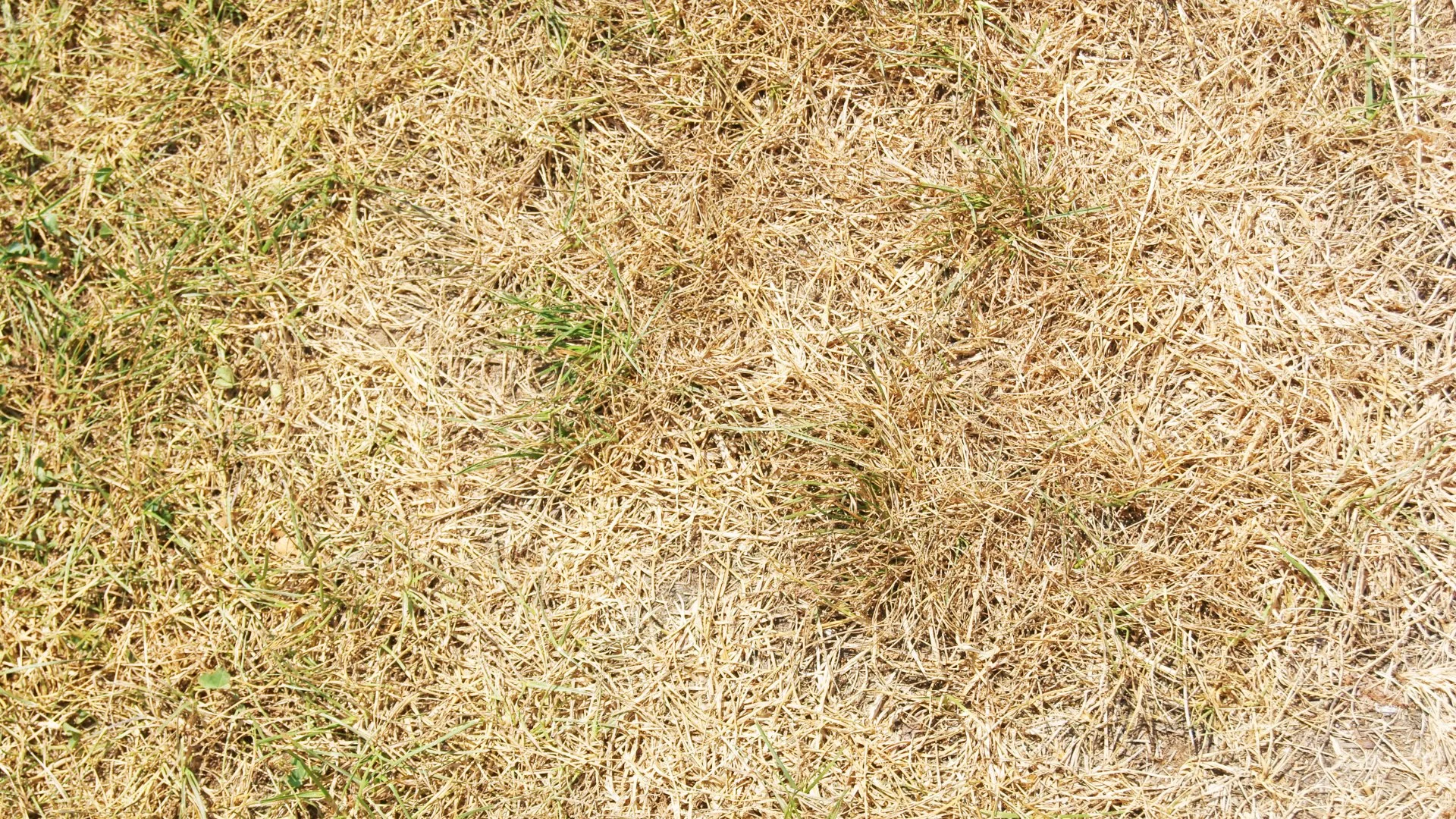 Is My Lawn Brown From Dehydration, Over-Fertilization, or a Turf Disease?