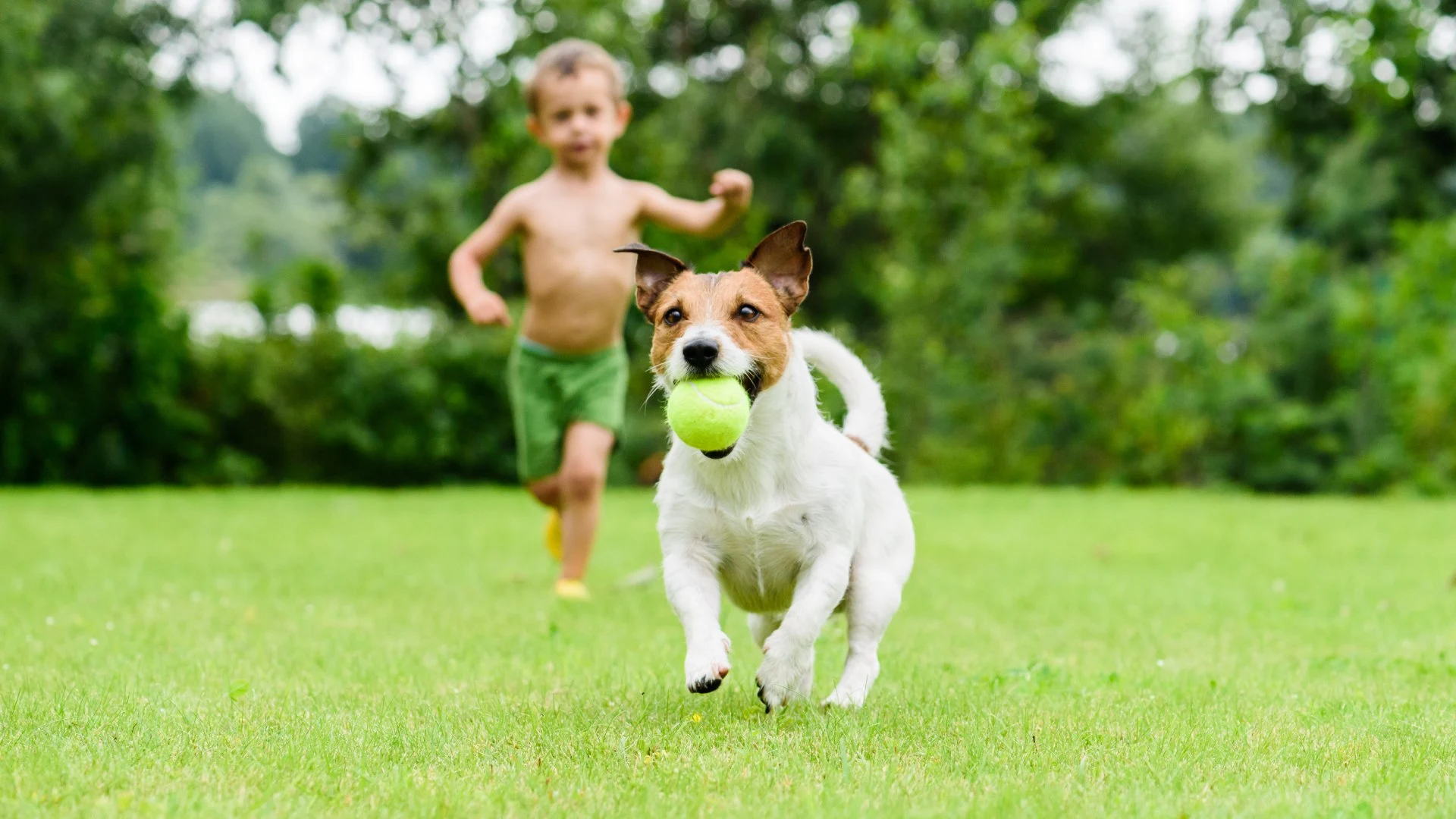 How to Keep Your Pets Safe During Lawn Care Season