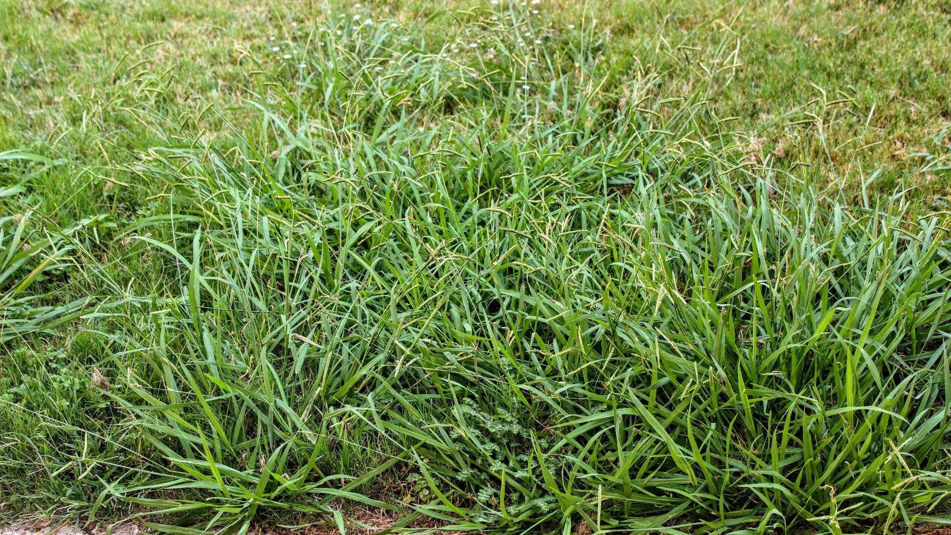 Both Broadleaf & Grassy Weeds Can Grow On Your Lawn!