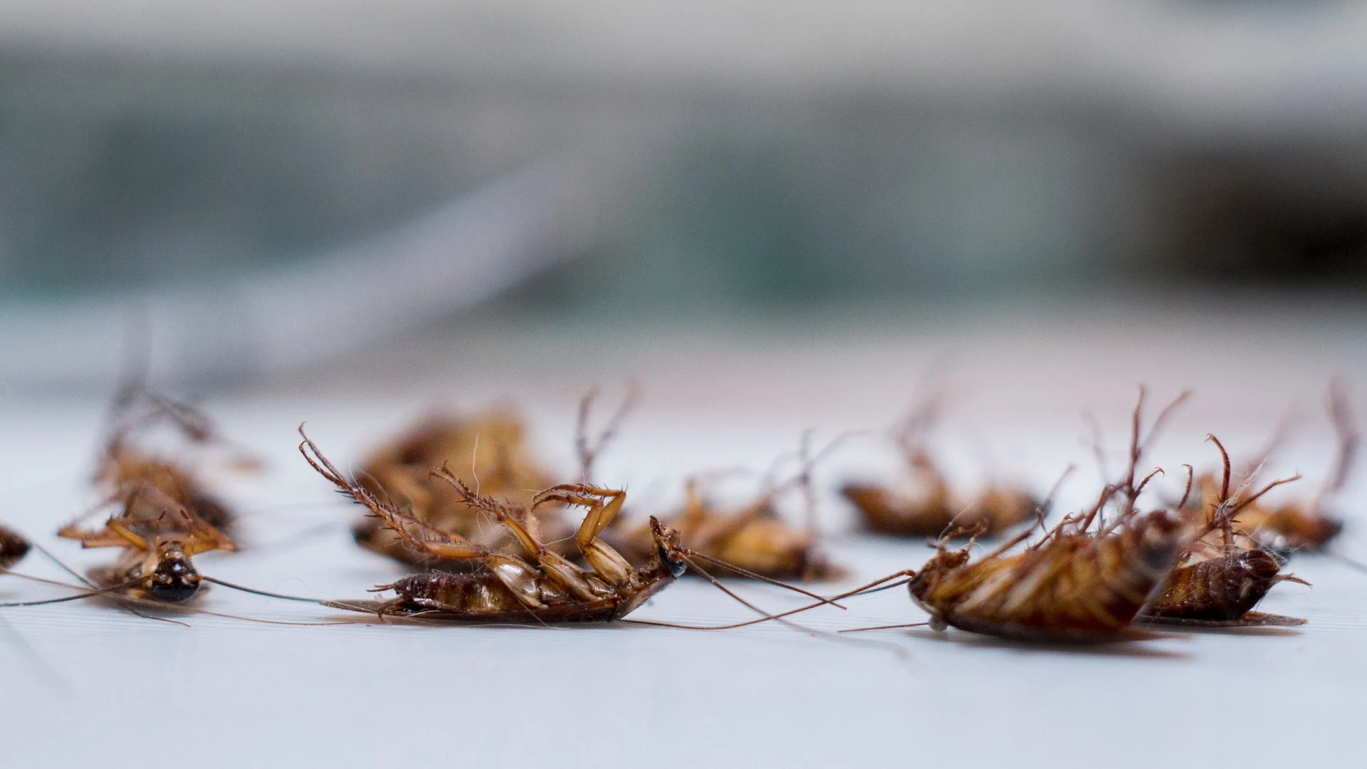 Dead cockroaches after perimeter pest control treatment applied in Ankeny, IA.