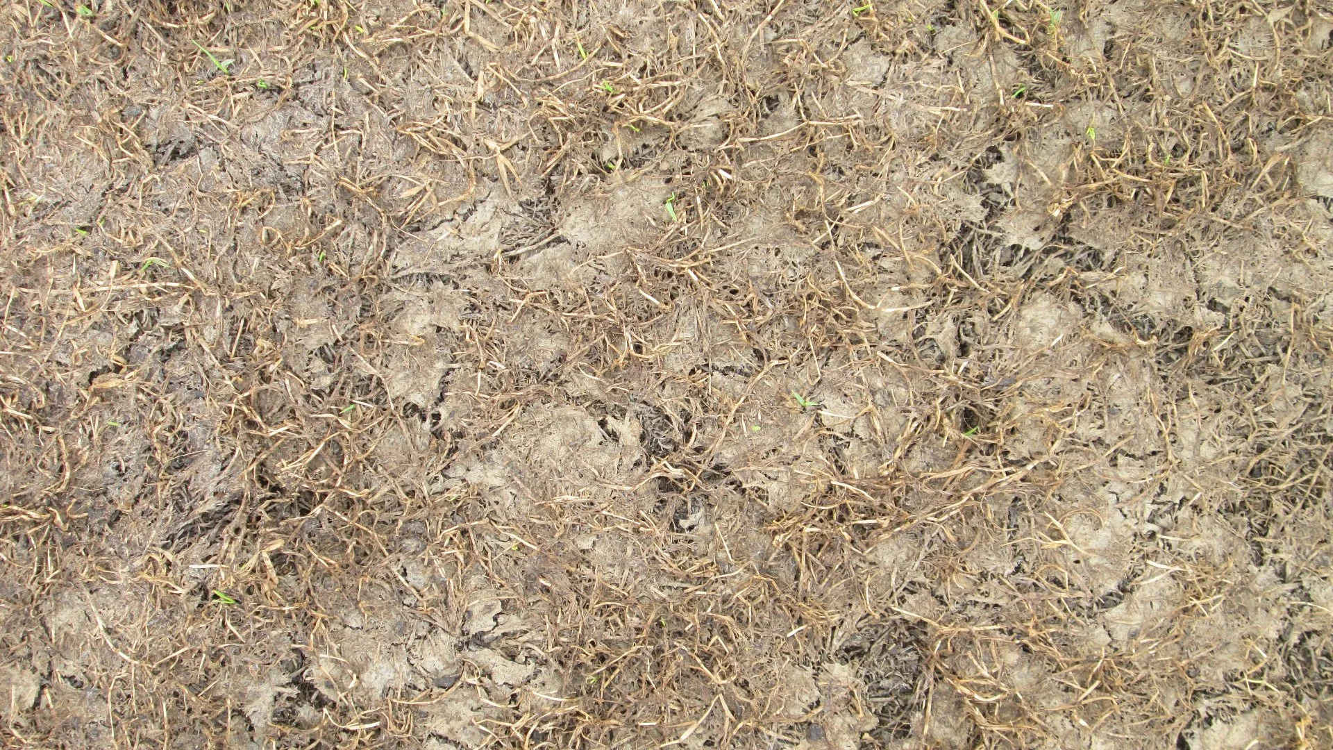 Identifying Compacted Soil: Signs to Look For