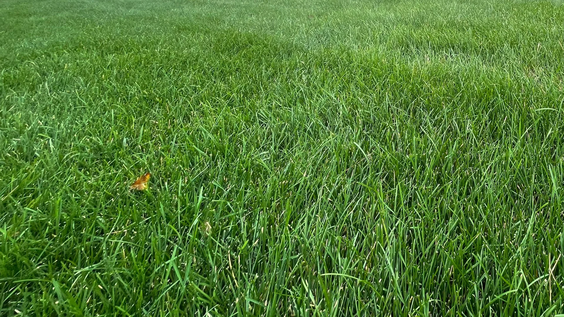 Does It Take a While for Lawns to Absorb Fertilizer?