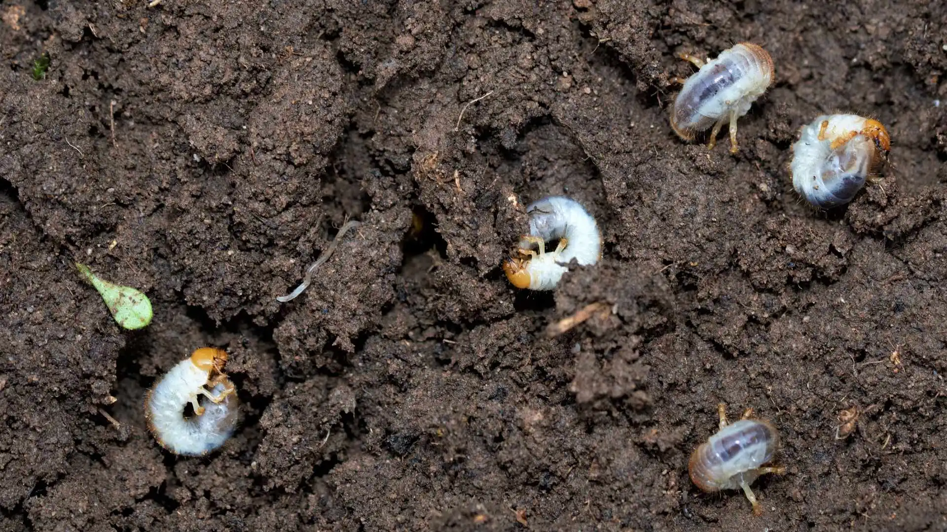 Grubs found in soil in Ankeny, IA.