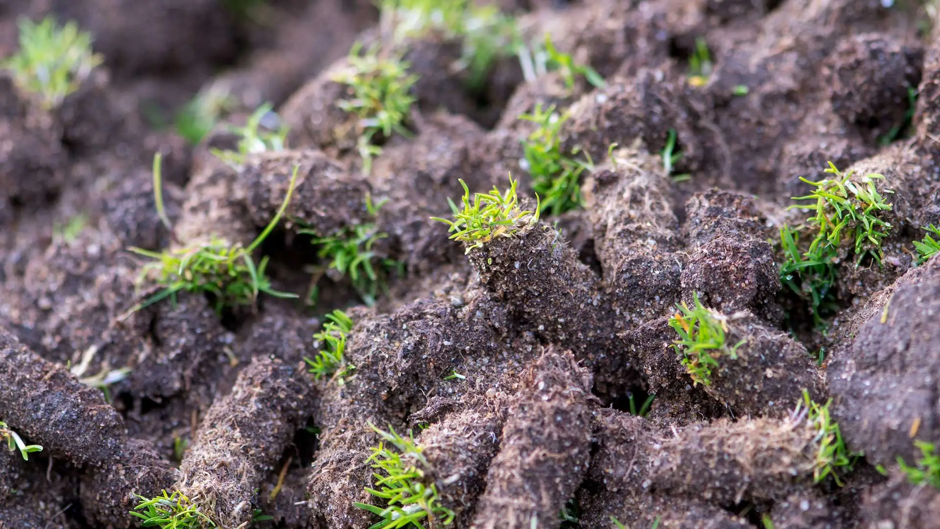 Lawn aeration plugs from a service in Ankeny, IA.