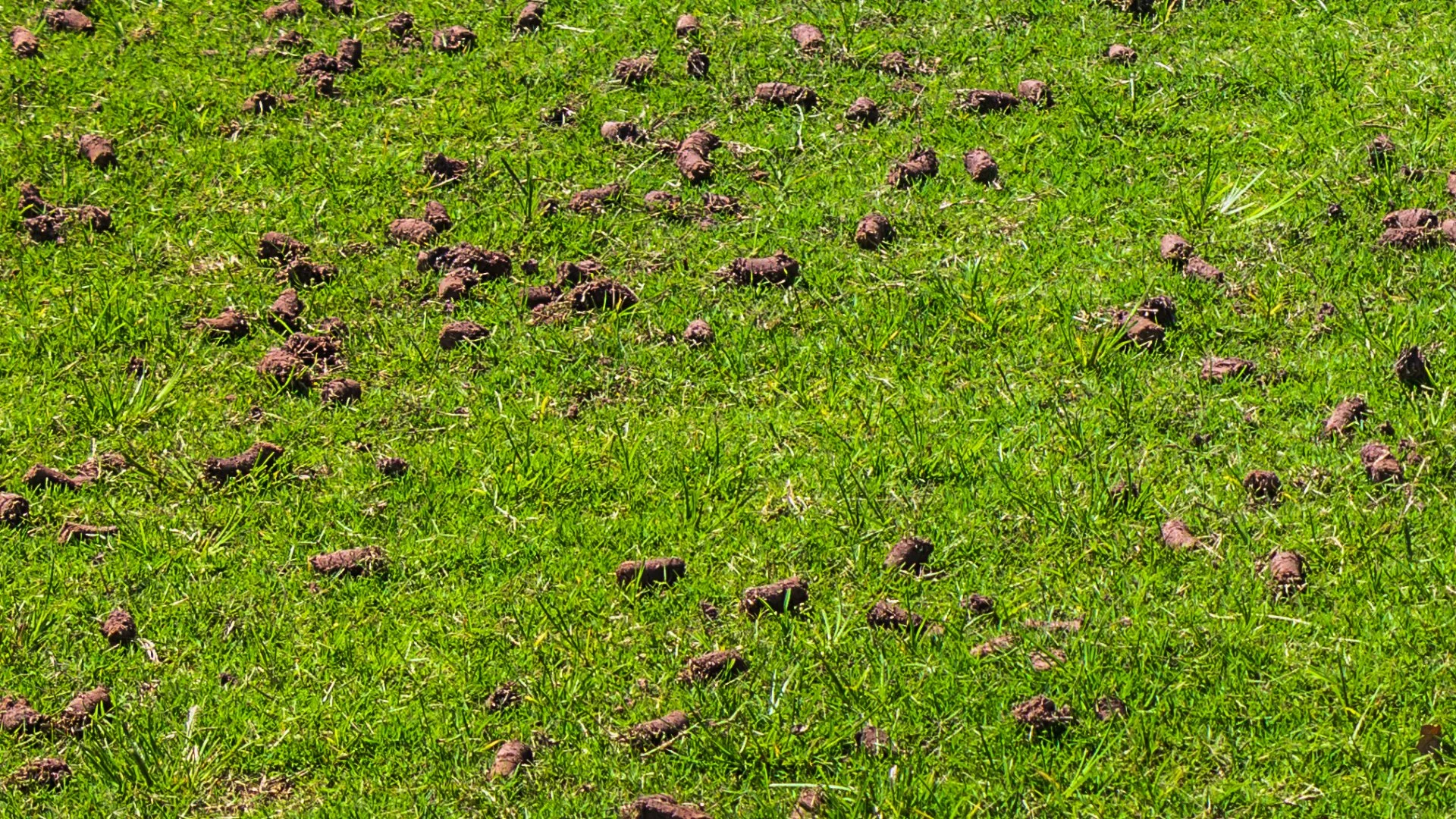 Does It Take a While to See Noticeable Results From Core Aeration?