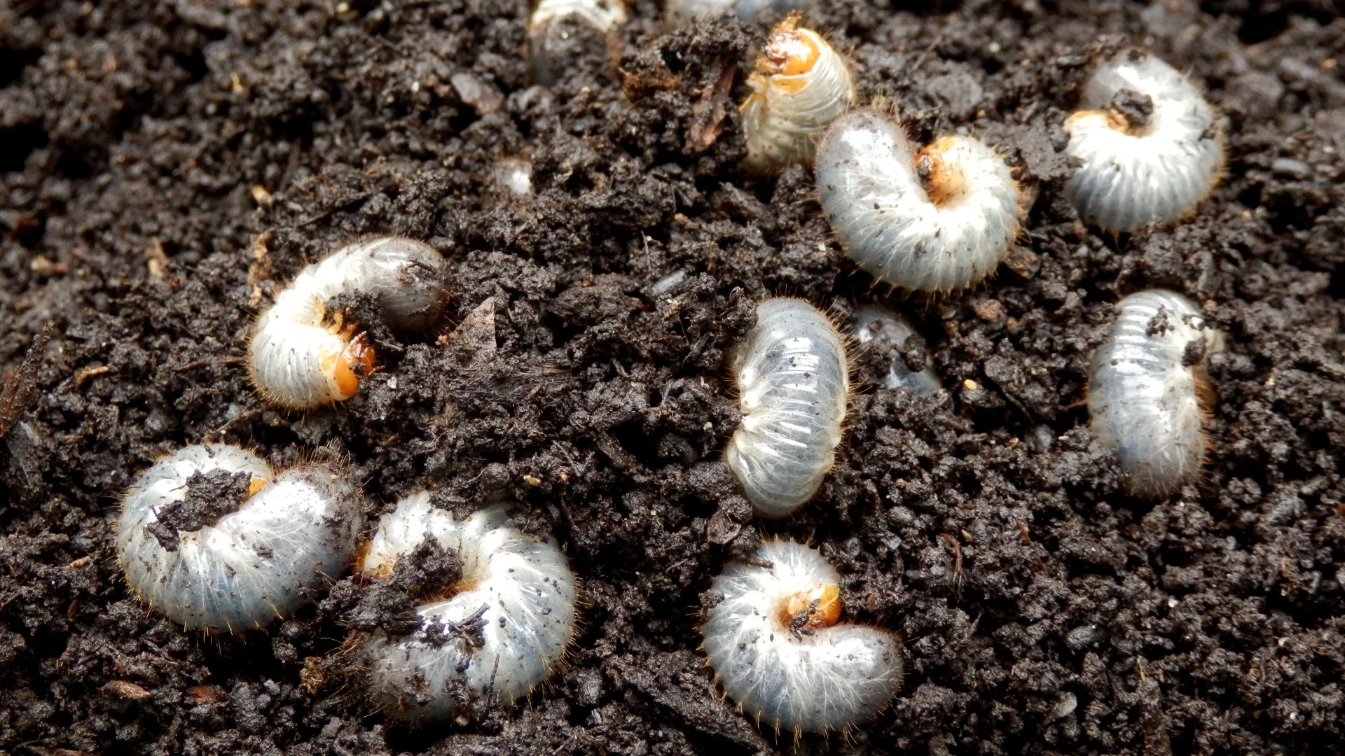 Is It Possible to Tell if Your Lawn Is Infested With Grubs?