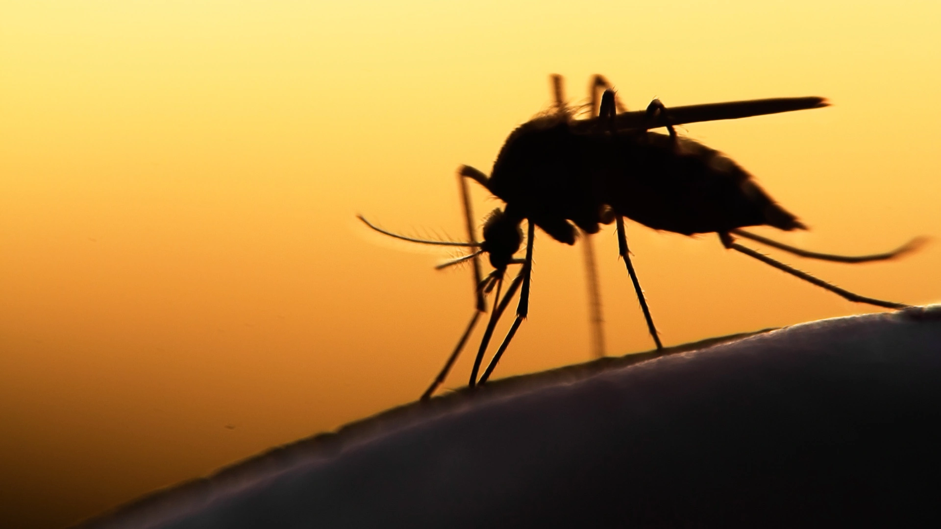 Mosquito found on a homeowner's arm in Ankeny, IA.