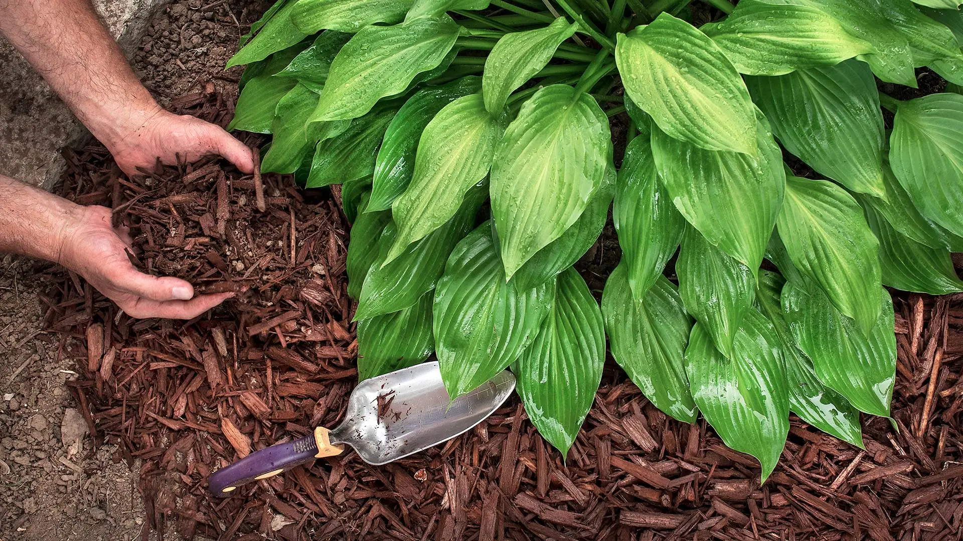 Our landscape specialist installing mulch by a home in Clive, IA. 