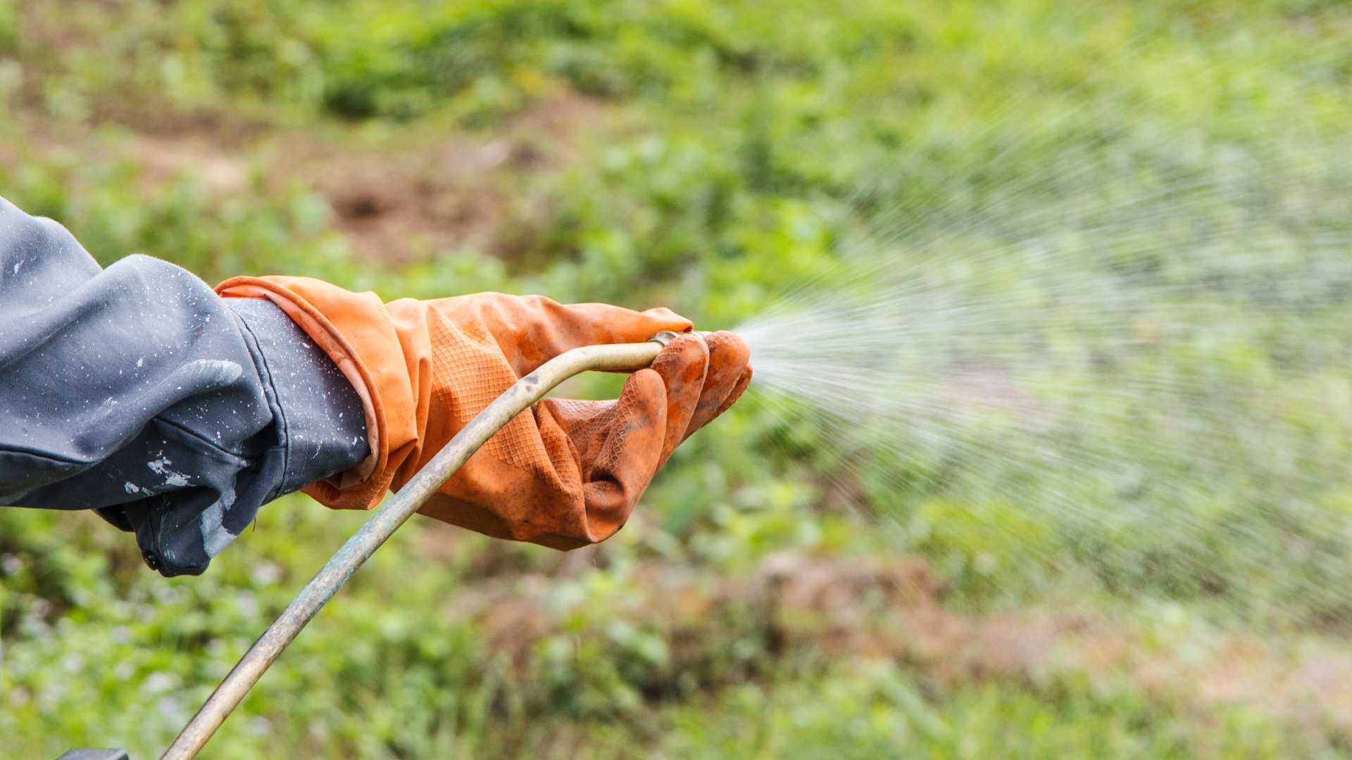 Is Pre-emergent Weed Control Really Worth the Money?