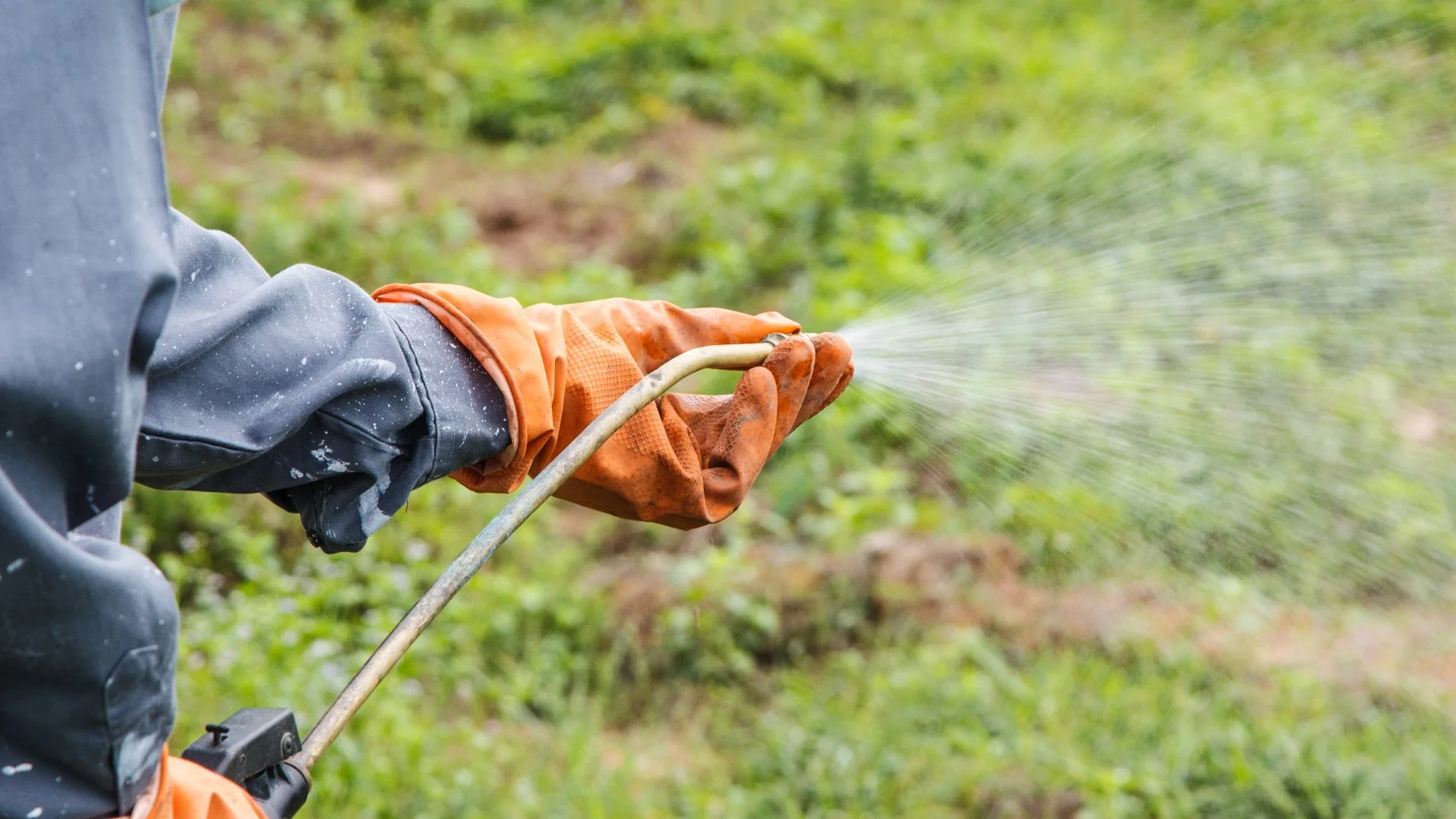 Green Flags to Look for When Signing Up for a Weed Control Program