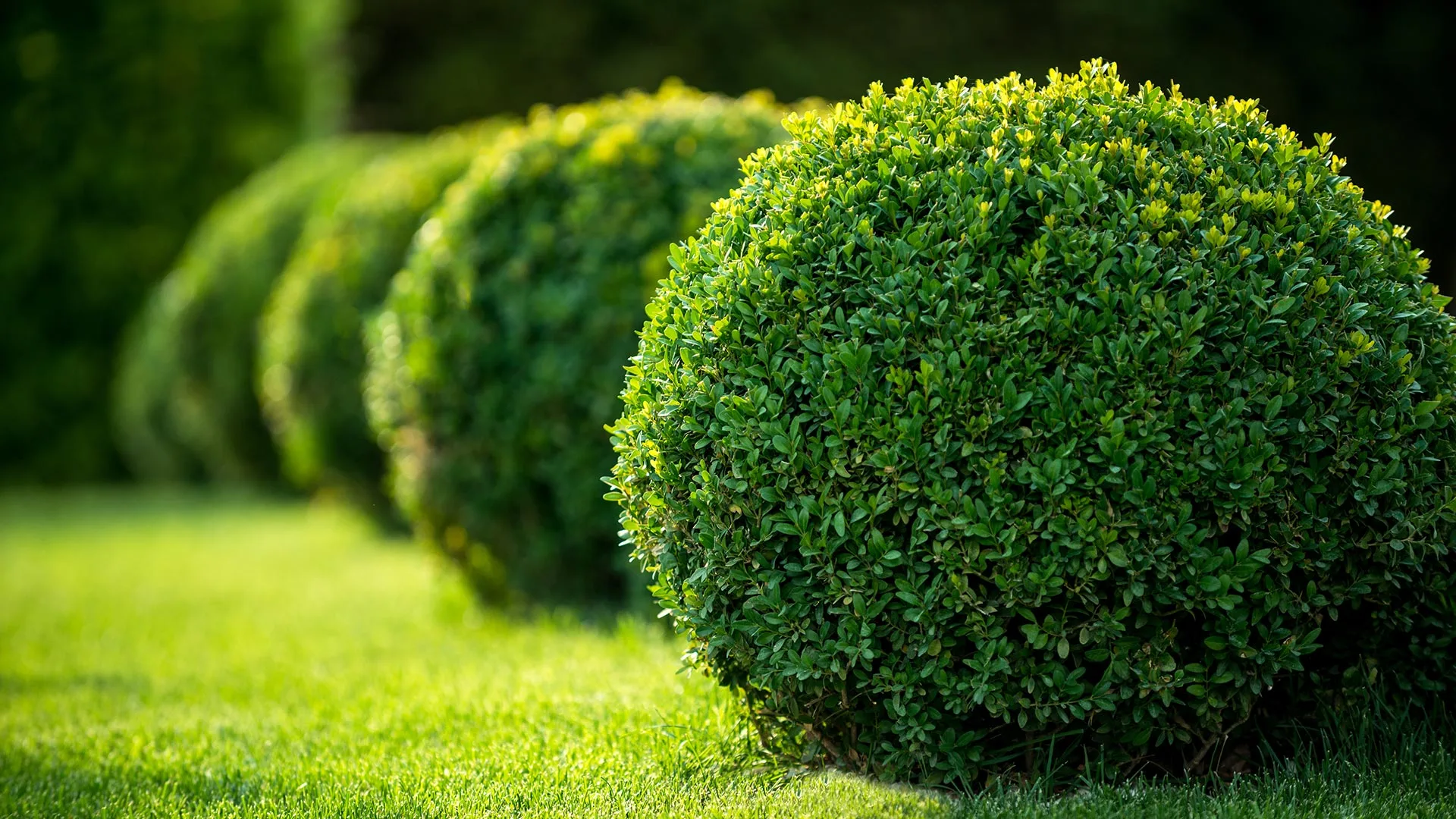 Well maintained round bushes on a commercial property in Bondurant, IA. 