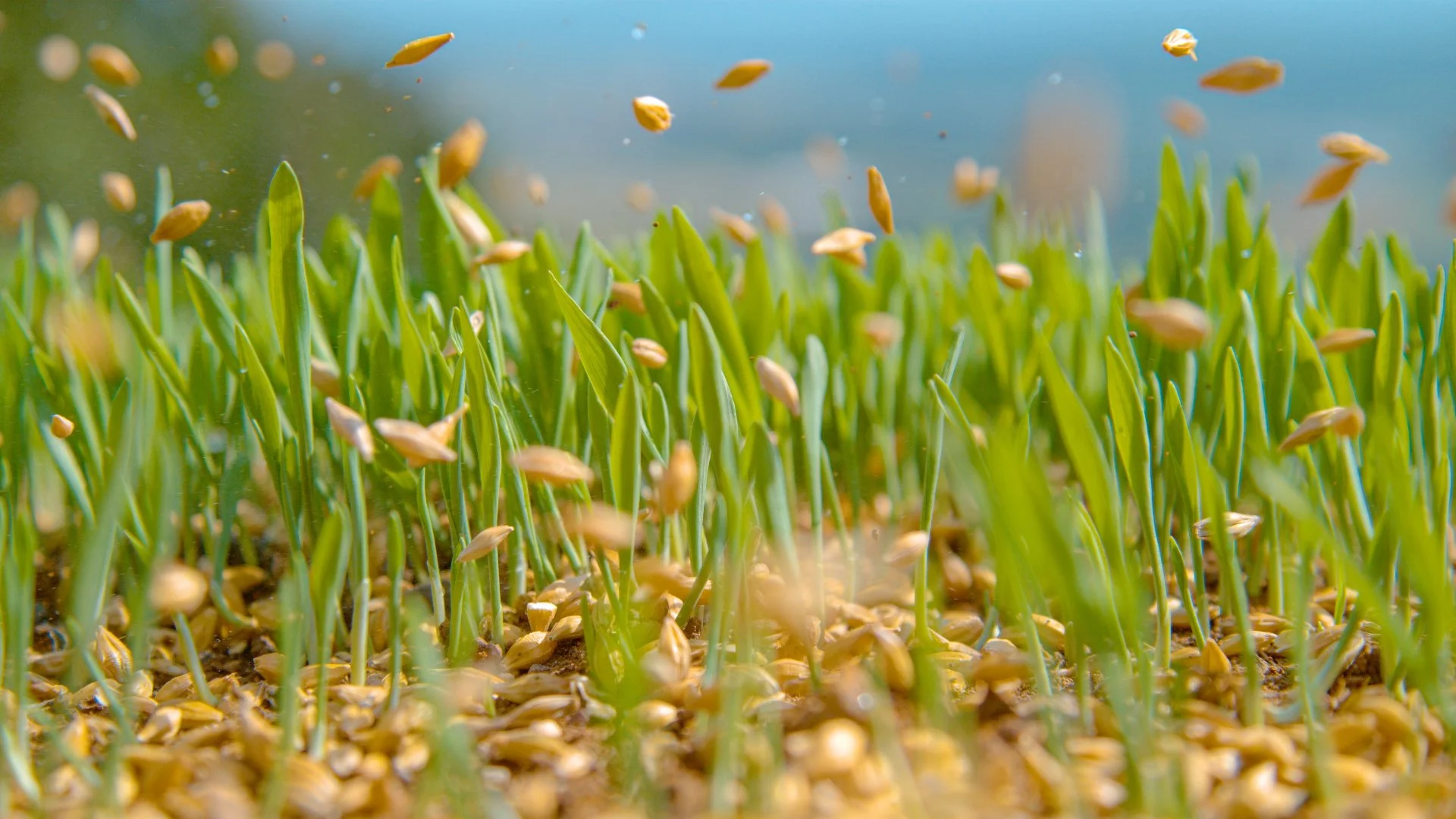 Can You Apply Weed Control After Overseeding Your Lawn?