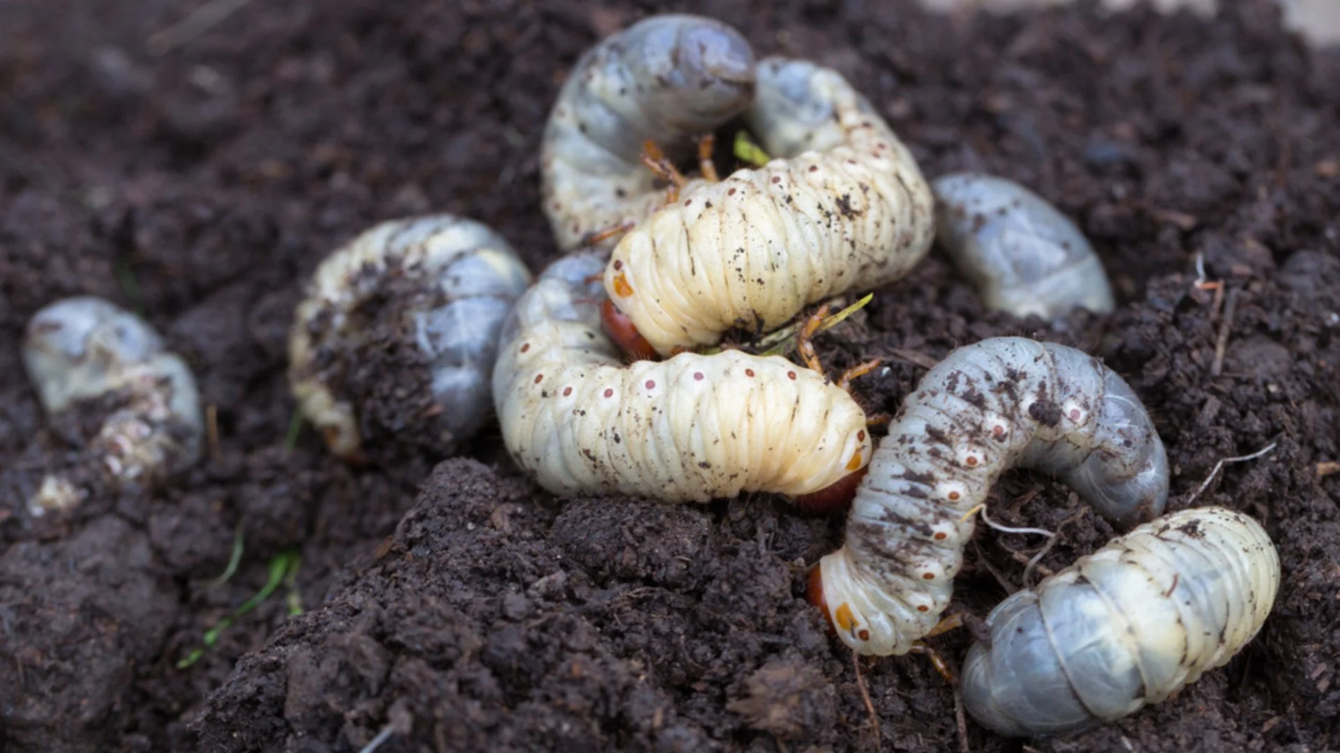 Is Preventative Grub Control Worth the Investment?