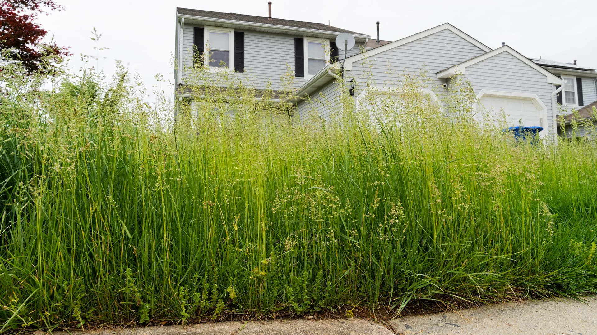 Tall overgrown grass in front of a home in Pleasant Hill, IA. 