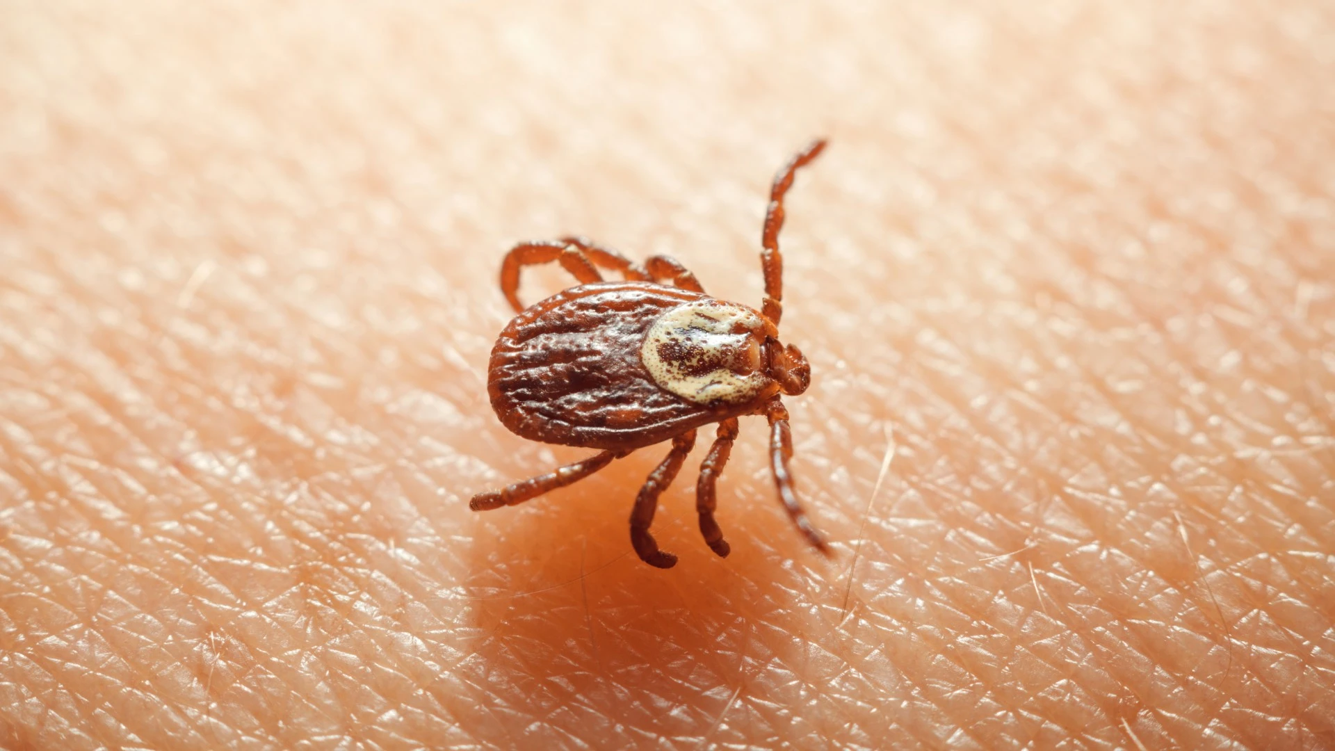 Tick found on a homeowner's arm in Ankeny, IA.