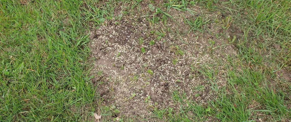 Bare spot on a lawn in Ankeny, IA, with grass seeds.
