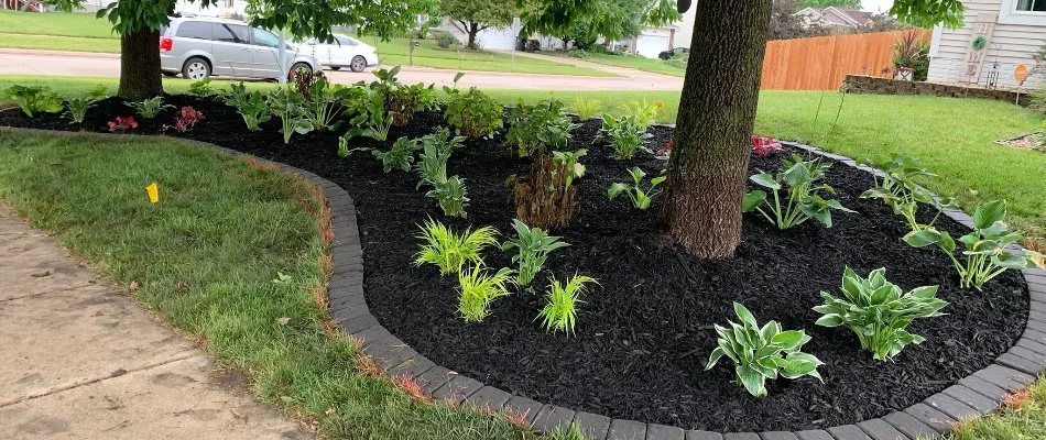 Landscape bed in Ankeny, IA, with black mulch. large tree, and small plants.