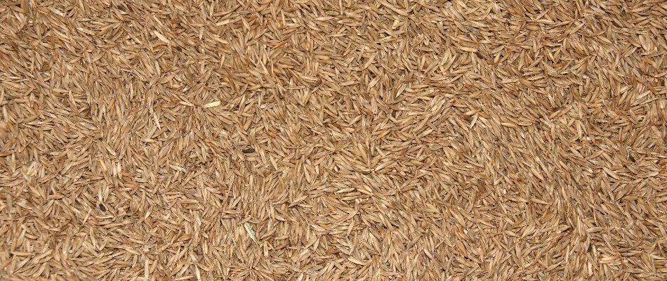 Grass seeds for overseeding in Ankeny, IA.