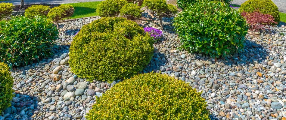 Green shrubs and river rocks in a landscape in Ankeny, IA.