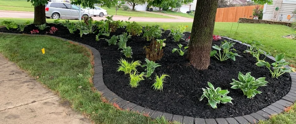 Landscape bed in Ankeny, IA, with mulch, plants, and trees.