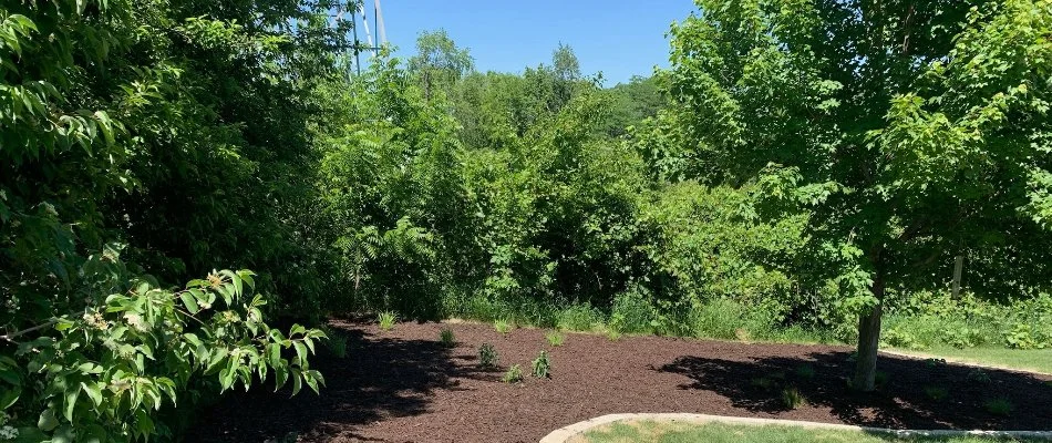 Landscaping in Ankeny, IA, with lush green trees.