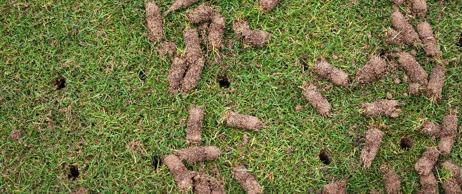 Lawn in Ankeny, IA, with holes and soil cores from aeration.