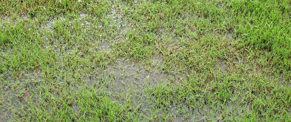 Lawn in Ankeny, IA, with pooling water.
