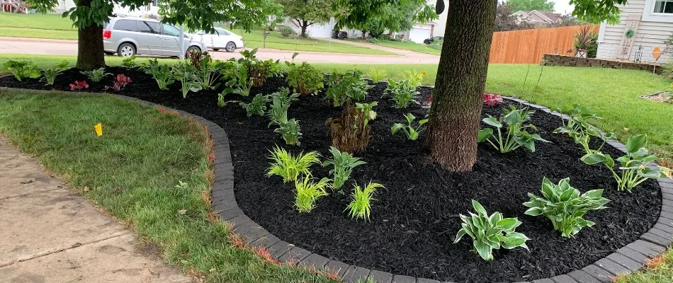 Plants and trees on mulched landscape bed in Ankeny, IA.