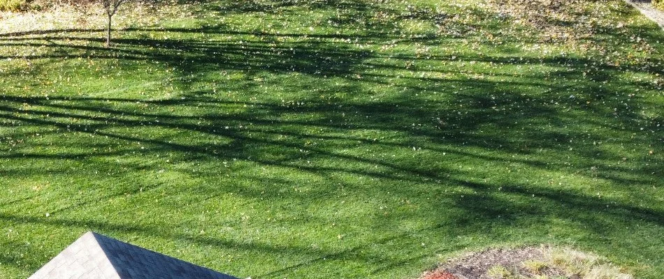 Shadows on a healthy green lawn in Ankeny, IA.