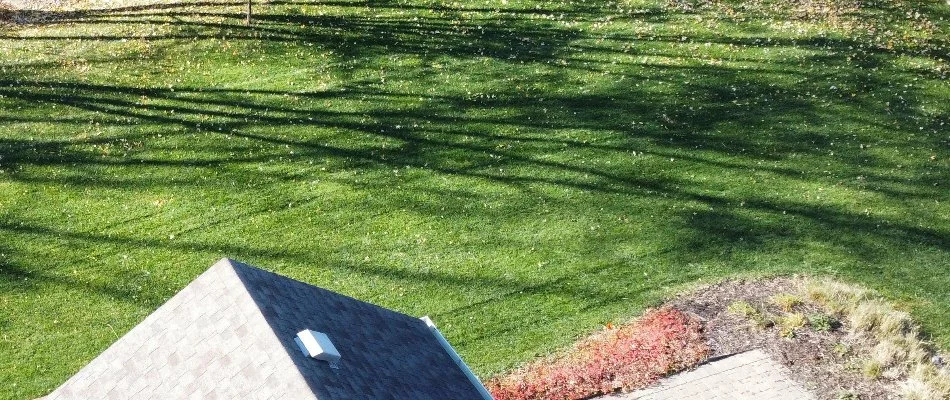 Thick grass in Ankeny, IA, with shadows from trees.