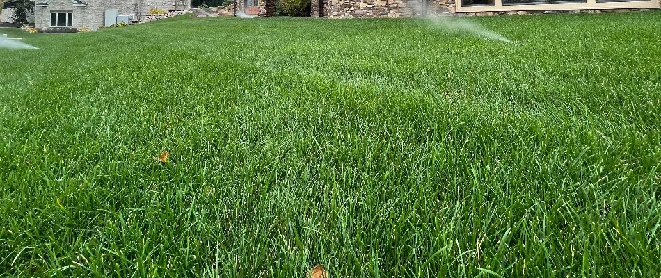 Thick grass in Ankeny, IA, with sprinkler heads.