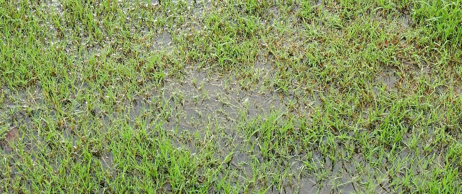 Wet lawn in Ankeny, IA, from an irrigation leak.
