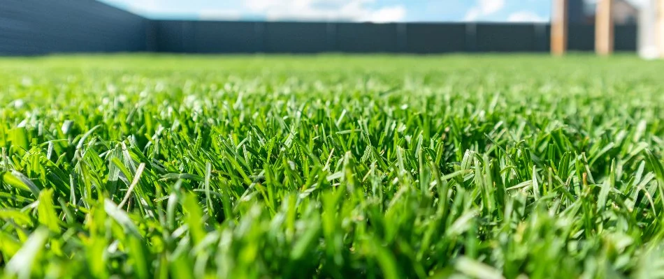 Green, healthy lawn on a property in Tiffin, IA.