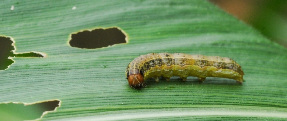 Armyworm eating grass blade in lawn in Ankeny, IA.