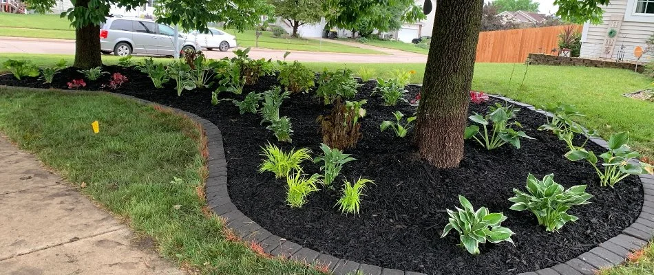 Black mulch installed in a landscape bed in Ankeny, IA.