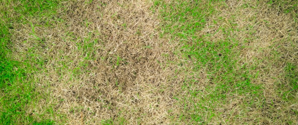 Brown patch lawn disease in Johnston, IA.