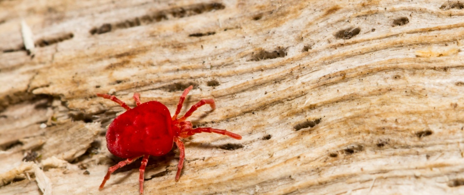 Chigger found on piece of wood on property in Clive, IA.