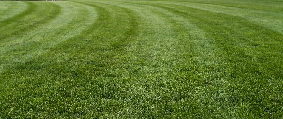 Closeup of manicured, green grass in Ankeny, IA.
