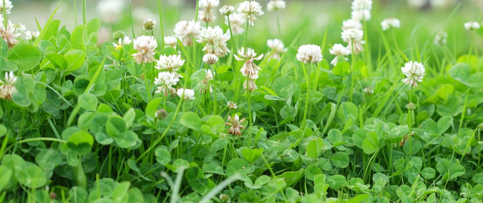 Overgrown clover weeds by our potential client's property in Johnston, IA.