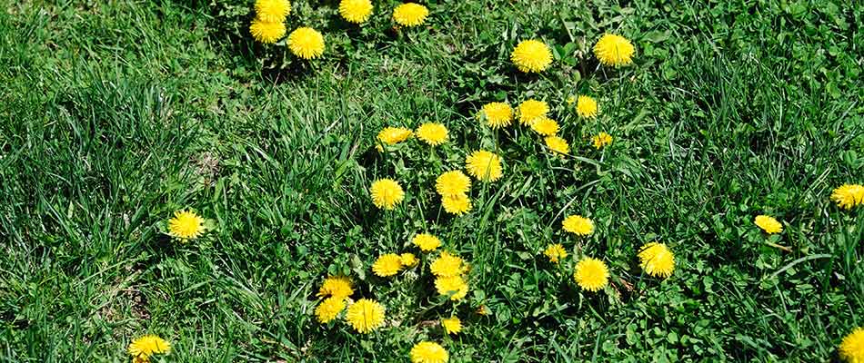 Cluster of dandelion weeds in a yard near Ankeny, IA.