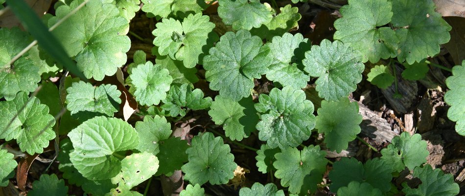 A bed of creeping charlie weeds found on our client's lawn in Urbandale, IA.