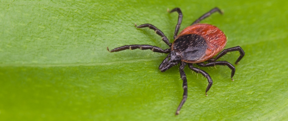 Deer tick found on client's property in Bondurant, IA.