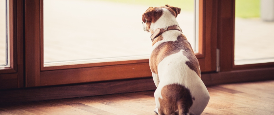 Dog waiting for lawn to dry before being able to play on treated lawn in Bondurant, IA.