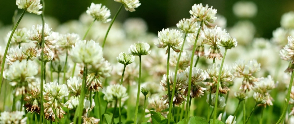 Field of clover weeds near Waukee, IA.