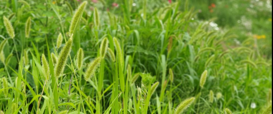 A field of foxtail weeds behind our potential client's home in Polk City, IA.