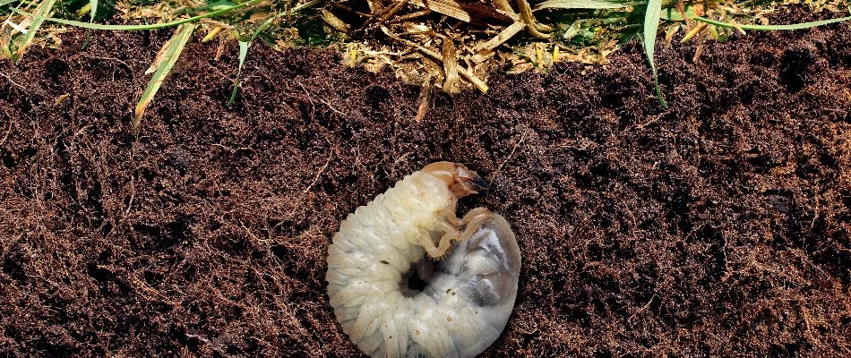Grub in soil eating the roots of the grass in Ankeny, IA.