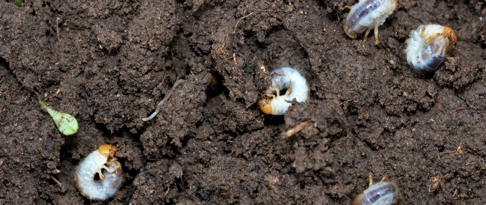 Grubs found in soil in Grimes, IA.