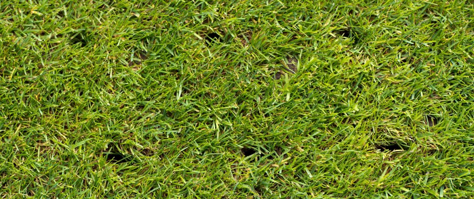 Holes in lawn after aeration service in Bondurant, IA.
