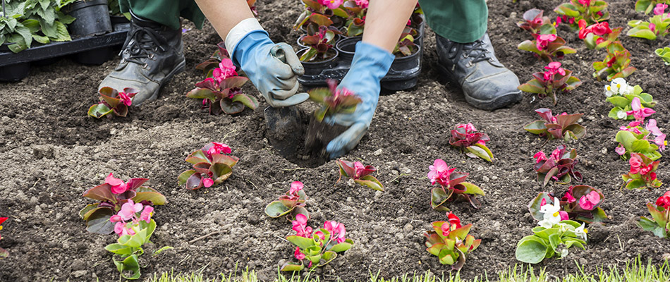 Our landscape professional installing pink flowers in a landscape bed by a home in Grimes, IA.