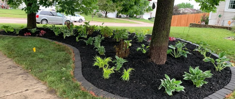 Landscape beds with plants and black mulch in Tiffin, IA.
